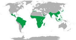 Many primates live in tropical rainforests in Asia, Africa, and South America. These habitats are quickly disappearing, which poses a threat to many primate species. Image by Phoenix B 1of3.