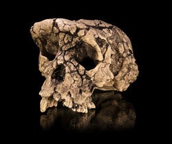 Sahelanthropus tchadensis, 7 million years old. Image by Didier Descouens.