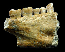 neolithic teeth