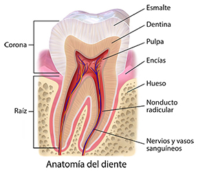 La anatomía de un diente