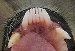 lemur toothcomb