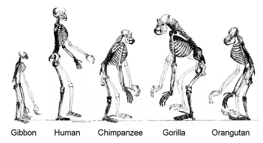 The skeletons of all living apes. Image by Tim Wickers. 