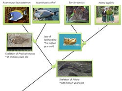 This cladogram shows the dates of our last common ancestor with other living species. Click for more detail. 