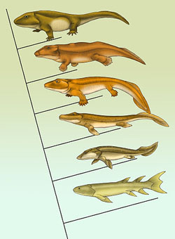  Eusthenopteron, Panderichthys, Tiktaalik, Acanthostega, Ichthyostega, and Pederpes. Image by Maija Karala. 