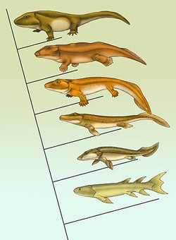  Eusthenopteron, Panderichthys, Tiktaalik, Acanthostega, Ichthyostega, and Pederpes. Image by Maija Karala. 