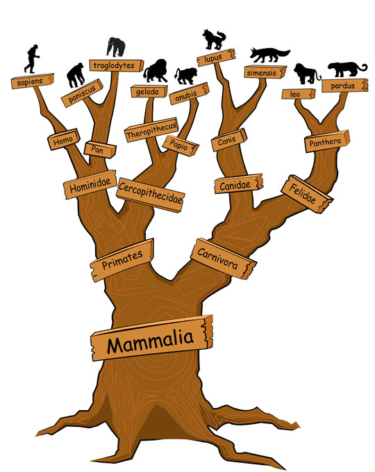 We can use the number of shared features among species to see how closely they are related. Humans and their closest relatives are primates, from the order Primates. We are also mammals (class Mammalia) and tetrapods (superclass Tetrapoda).  Even more generally, we are vertebrates (subphylum Vertebrata). This only covers the groups that share the feature of a backbone. Further back in our history, we are related to many other organisms as well. Click for more detail.