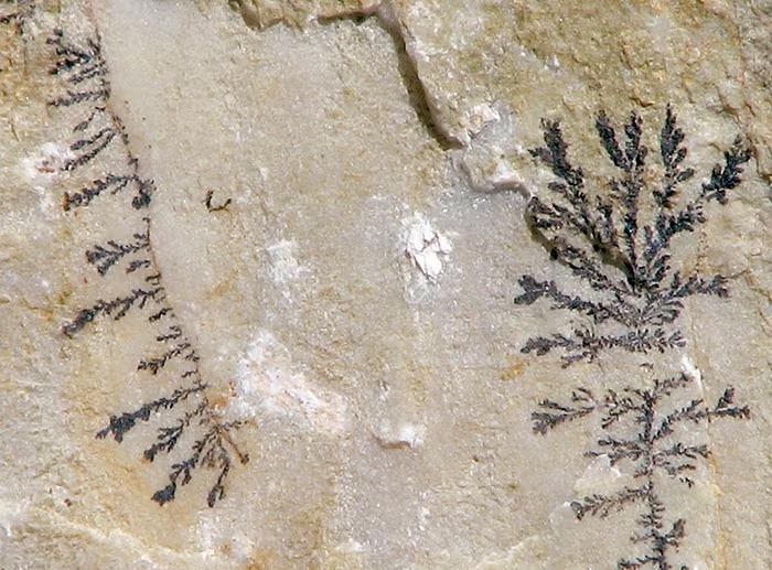 Fossilized plants