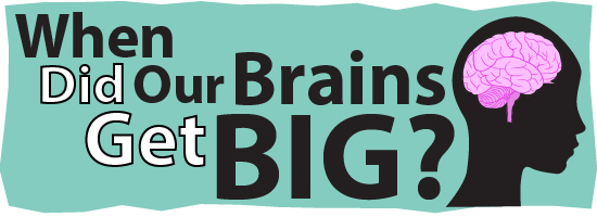 Link to When Did Our Brains Get Big? 