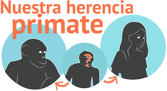 human primate spanish