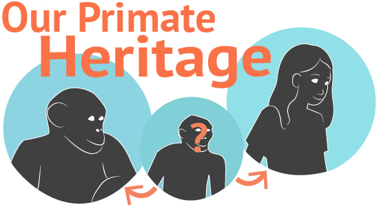 Primate family tree | Ask An Anthropologist