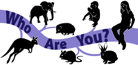 Early human history: Who are you? illustration