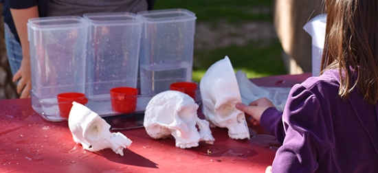 A yound child looks at a table containing that experiemtn set up. She reaches with small fingers toward the replica human skull.