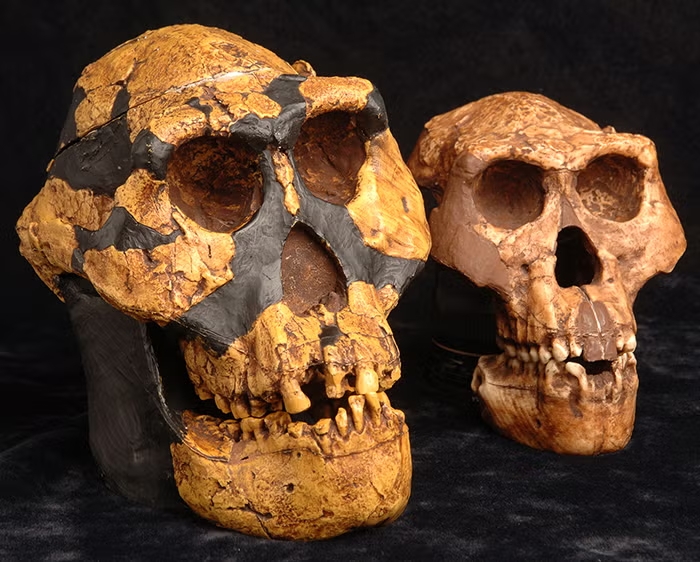 Human skulls hold our disproportionately large brains