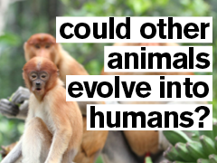 Primates overlaid with the title of the video