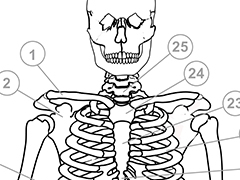 Human skeleton torso