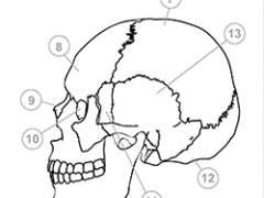 A human skull diagram