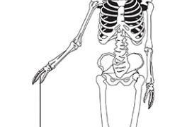 A skelleton with a yo-yo