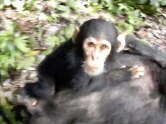 baby chimpanzee