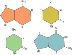 LInk to All About DNA