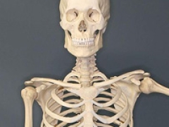 Human skeleton torso