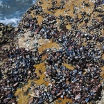Mussels along the shore, Mossel Bay, South Africa