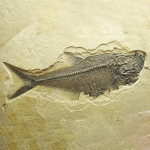 Public domain image of a fish fossil
