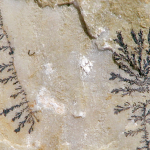 Fossilized plants