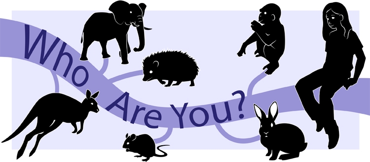 Early human history: Who are you? illustration