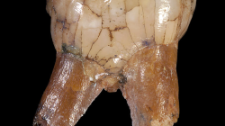 Tales of Teeth - photo of ancient tooth