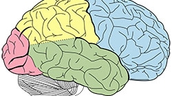 Brains over Brawn illustration