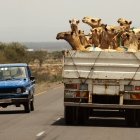 Camels getting a ride, Ethiopia