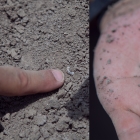 Fossil tooth