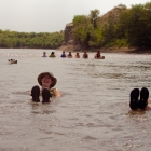 Cooling off in the Awash River