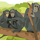 Primate illustration