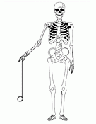 A skelleton with a yo-yo