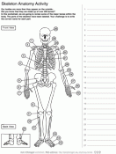 Human skeleton parts