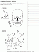 A human skull diagram