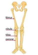 Human leg bones