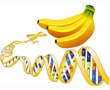 Banana DNA