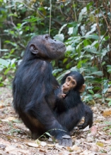 chimp family