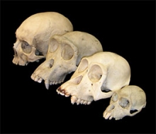 Primate skull comparison