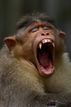 yawning mandril