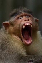 Yawning mandril