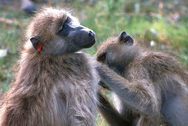 Baboons grooming