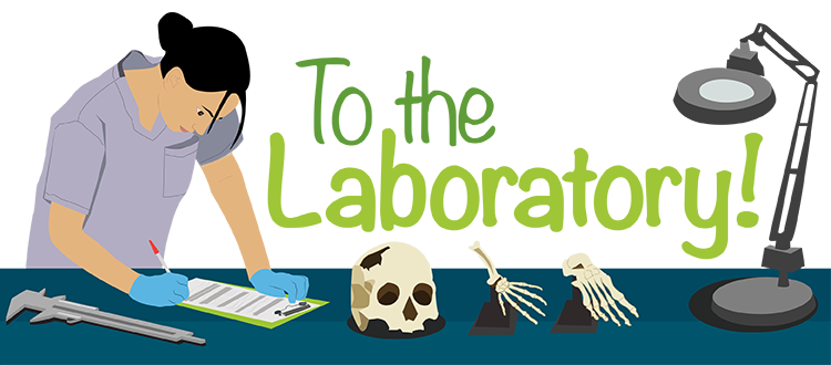 Anthropology lab work image